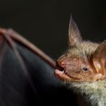 Die Zahl der Fledermäuse im Saarland ist stark rückgängig. Symbolfoto: Patrick Pleul/dpa-Bildfunk