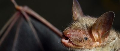 Die Zahl der Fledermäuse im Saarland ist stark rückgängig. Symbolfoto: Patrick Pleul/dpa-Bildfunk