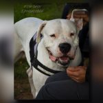 Wer hat den Dogo Argentino namens Cody aus dem Tierheim Linxbachhof gestohlen? Foto: Tierheim.