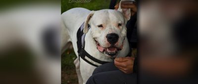 Wer hat den Dogo Argentino namens Cody aus dem Tierheim Linxbachhof gestohlen? Foto: Tierheim.