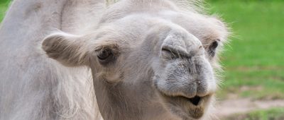 Wurde ein Kamel auf dem St. Wendeler Weihnachtsmarkt gequält? Symbolfoto.