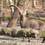 Hier zu sehen: Steinbock Anton aus dem Wildpark in Saarbrücken (Bildmitte). Foto: BeckerBredel