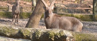 Hier zu sehen: Steinbock Anton aus dem Wildpark in Saarbrücken (Bildmitte). Foto: BeckerBredel