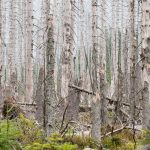 Der Borkenkäfer hat in den Wäldern im Saarland zahlreiche Bäume befallen und einen großen Schaden verursacht. Symbolfoto: Julian Stratenschulte/dpa-Bildfunk