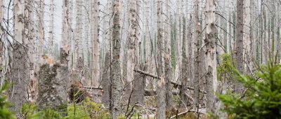 Der Borkenkäfer hat in den Wäldern im Saarland zahlreiche Bäume befallen und einen großen Schaden verursacht. Symbolfoto: Julian Stratenschulte/dpa-Bildfunk