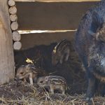 Diese Aufnahme zeigt die Bache mit ihren Frischlingen im Saarbrücker Wildpark. Foto: Ralf Blechschmidt/Landeshauptstadt Saarbrücken