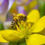 Frühlingshafte Temperaturen werden im Saarland erwartet. Foto: Patrick Pleul/dpa-Bildfunk.