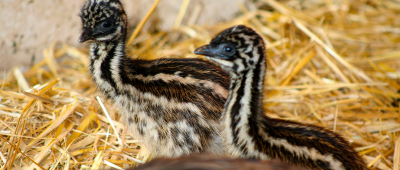 Die beiden Emu-Küken sind frisch geschlüpft. Foto: Zoo Saarbrücken