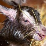 Der kleine Ziegenbock „Anton“ wurde vergangene Woche im Tierpark Merzig geboren. Foto: Heiko Britz/Kreisstadt Merzig