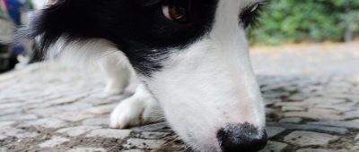 Der Hund fraß bei einem Spaztiergang ein vergiftetes Wurststück. Symbolfoto: Maurizio Gambarini/dpa-Bildfunk