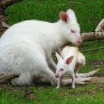 Hier zu sehen: Mama Flöckchen und ihr Neugeborenes im Neunkircher Zoo. Foto: Ursula Blügel/Zoo Neunkirchen