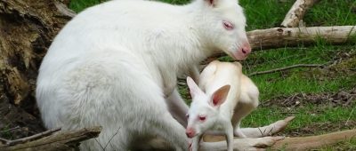 Hier zu sehen: Mama Flöckchen und ihr Neugeborenes im Neunkircher Zoo. Foto: Ursula Blügel/Zoo Neunkirchen