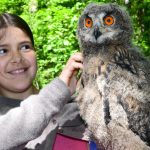 Nur zwei von vier jungen Uhus bleiben im Saarbrücker Wildpark. Foto: BeckerBredel