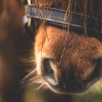 Auf einem Pferdehof in Nassweiler wurde einem Pony der Bauch aufgeschlitzt. Symbolfoto: Pixabay