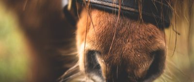 Auf einem Pferdehof in Nassweiler wurde einem Pony der Bauch aufgeschlitzt. Symbolfoto: Pixabay