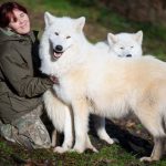 Tatjana Schneider übernahm nach dem Tod des Forschers Werner Freund den Wolfspark in Merzig. Archivfoto: Oliver Dietze/dpa-Bildfunk.