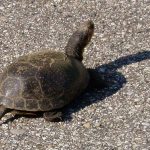 Ein Saarbahnfahrer rettete eine Schildkröte, die in Heusweiler auf Wanderschaft war. Symbolfoto: Pixabay