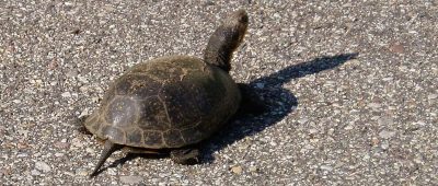 Ein Saarbahnfahrer rettete eine Schildkröte, die in Heusweiler auf Wanderschaft war. Symbolfoto: Pixabay