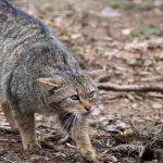 Hier zu sehen: eine Wildkatze. Foto: dpa-Bildfunk/Swen Pförtner