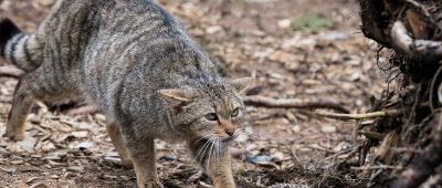 Hier zu sehen: eine Wildkatze. Foto: dpa-Bildfunk/Swen Pförtner