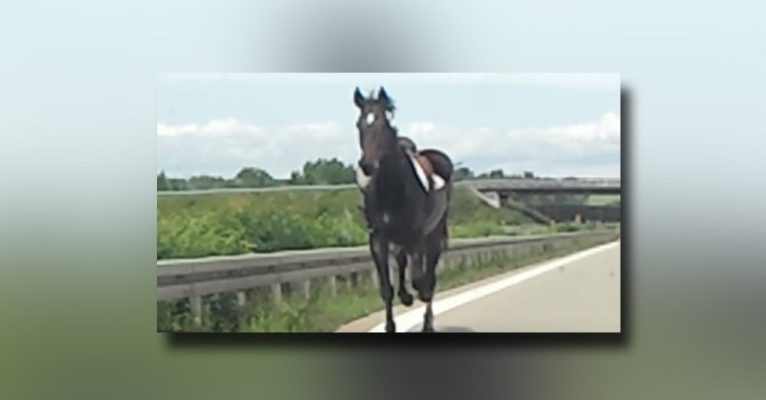 Das Pferd graste am Straßenrand und lief dann einfach über die Fahrbahn. Symbolfoto: YouTube/probrovideos.