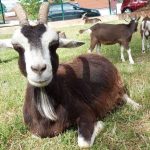 Die Waldziege "Nathalie" starb an den Folgen von falscher Fütterung durch Besucher. Foto: Tierpark Merzig.