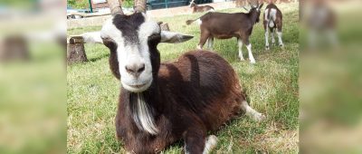 Die Waldziege "Nathalie" starb an den Folgen von falscher Fütterung durch Besucher. Foto: Tierpark Merzig.