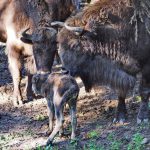 Hier zu sehen: Das weibliche Wisent-Kälbchen mit ihrer Herde. Foto: Ralf Blechschmidt / Landeshauptstadt