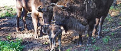 Hier zu sehen: Das weibliche Wisent-Kälbchen mit ihrer Herde. Foto: Ralf Blechschmidt / Landeshauptstadt