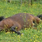 Ein Island-Pferd wie dieses wurde schwer verletzt auf einer Koppel in Weiskirchen-Thailen gefunden. Symbolfoto.