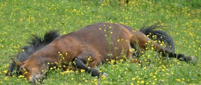 Ein Island-Pferd wie dieses wurde schwer verletzt auf einer Koppel in Weiskirchen-Thailen gefunden. Symbolfoto.