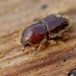 Der Borkenkäfer ist ein Schädling. Foto: dpa-Bildfunk/Roland Weihrauch