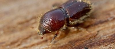 Der Borkenkäfer ist ein Schädling. Foto: dpa-Bildfunk/Roland Weihrauch