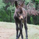 Noch hat der junge Esel keinen Namen. Foto: Ralf Blechschmidt/Landeshauptstadt Saarbrücken.