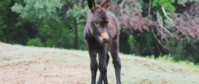 Noch hat der junge Esel keinen Namen. Foto: Ralf Blechschmidt/Landeshauptstadt Saarbrücken.