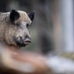 Ein Wildschwein hat am Sonntag die Polizei in Saarbrücken auf Trab gehalten. Symbolfoto: Lino Mirgeler/Archiv