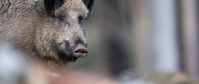 Ein Wildschwein hat am Sonntag die Polizei in Saarbrücken auf Trab gehalten. Symbolfoto: Lino Mirgeler/Archiv