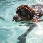 Auch im Schwarzenbergbad dürfen an einem Wochenende im September Hunde in den Becken schwimmen. Symbolfoto: Frank Rumpenhorst/dpa-Bildfunk