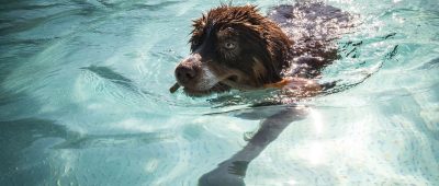 Auch im Schwarzenbergbad dürfen an einem Wochenende im September Hunde in den Becken schwimmen. Symbolfoto: Frank Rumpenhorst/dpa-Bildfunk