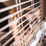 Mehrere Katzen mussten in Gerlfangen aus einem verwahrlosten Haus befreit werden. Symbolfoto: Andreas Arnold/dpa-Bildfunk