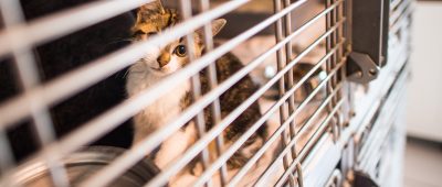 Mehrere Katzen mussten in Gerlfangen aus einem verwahrlosten Haus befreit werden. Symbolfoto: Andreas Arnold/dpa-Bildfunk