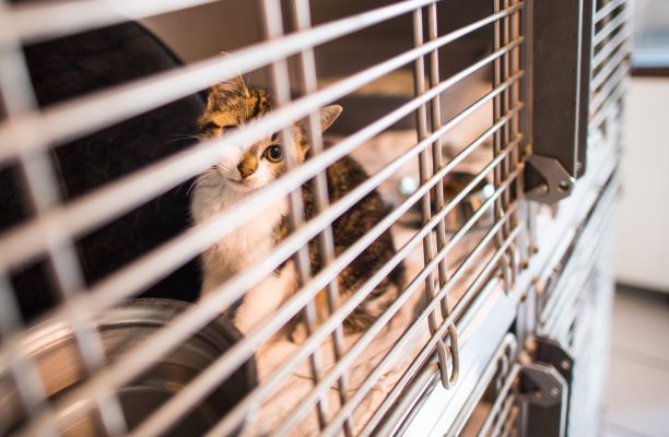 Mehrere Katzen mussten in Gerlfangen aus einem verwahrlosten Haus befreit werden. Symbolfoto: Andreas Arnold/dpa-Bildfunk