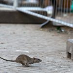 Im Saarland werden aktuell vermehrt Ratten gesichtet. Symbolfoto: Bernd von Jutrczenka/dpa-Bildfunk