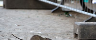 Im Saarland werden aktuell vermehrt Ratten gesichtet. Symbolfoto: Bernd von Jutrczenka/dpa-Bildfunk