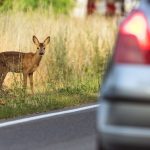 Im Saarland kam es im vergangenen Jahr zu weniger Unfällen durch Wildwechsel. Symbolfoto: Patrick Pleul