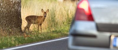 Im Saarland kam es im vergangenen Jahr zu weniger Unfällen durch Wildwechsel. Symbolfoto: Patrick Pleul