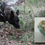 Im Raum Heusweiler sollen sich Vorfälle von ausgelegten Giftködern häufen. Symbolfoto (Hintergrund): dpa-Bildfunk/Marcel Kusch | Symbolfoto (Köder): Presseportal/Polizei