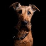 Ein Irish Terrier wie dieser hat in Homburg einen Spaziergänger gebissen. Foto: Pixabay