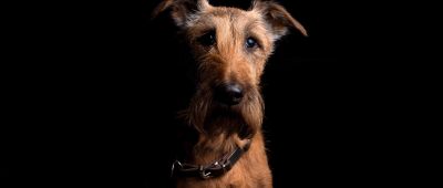 Ein Irish Terrier wie dieser hat in Homburg einen Spaziergänger gebissen. Foto: Pixabay