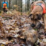 Im Saarland sollen Spürhunde jetzt tote Wildschweine finden. Foto: Oliver Dietze/dpa-Bildfunk